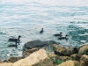 Ducks on Lake Monona