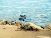 ducks-1