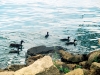 ducks-3