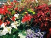 union-flowers
