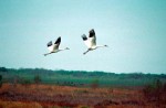 Whooping Cranes in Flight