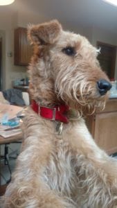 Tessy the Airedale